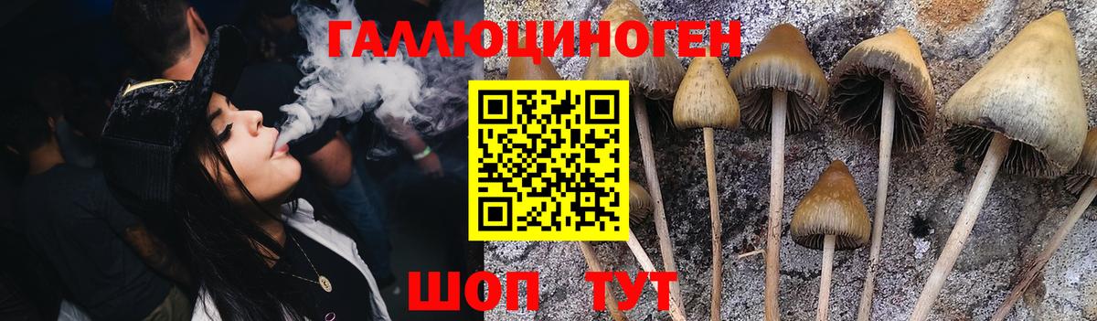 где купить   Галлюциногенные грибы MAGIC MUSHROOMS  Псилоцибиновые грибы Cubensis  Вход с VPN  Стерлитамак 